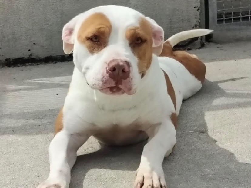 Vuoi adottare un cane a Latina?
