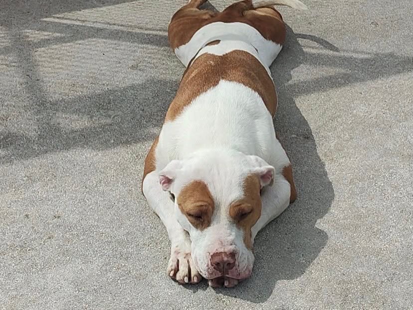 Adotta il cane AFRODITE a Latina