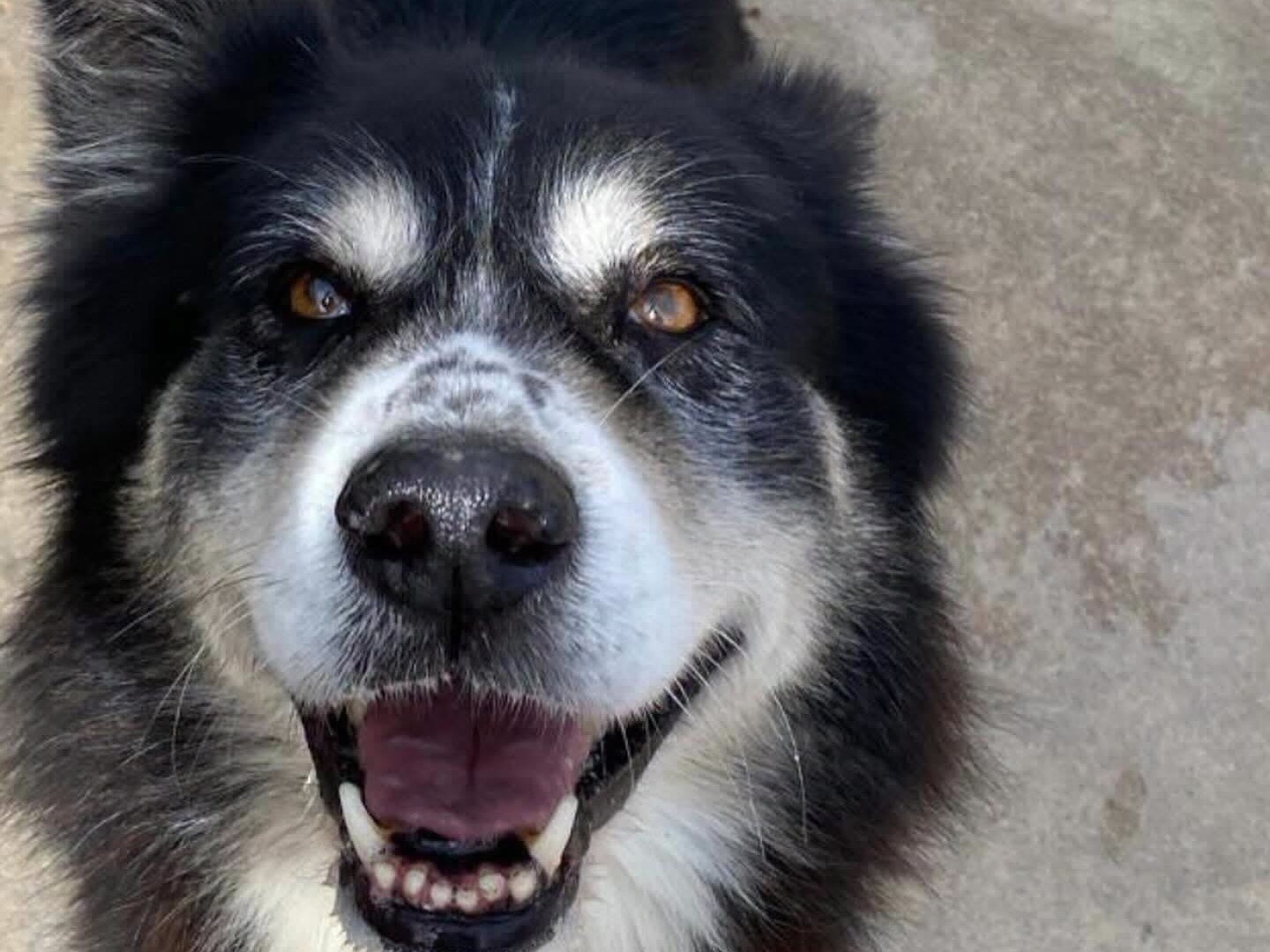 Adozione cane, maschio, Siberian Husky Razza sconosciuta, 11 anni e 2 mesi, taglia media, Latina
