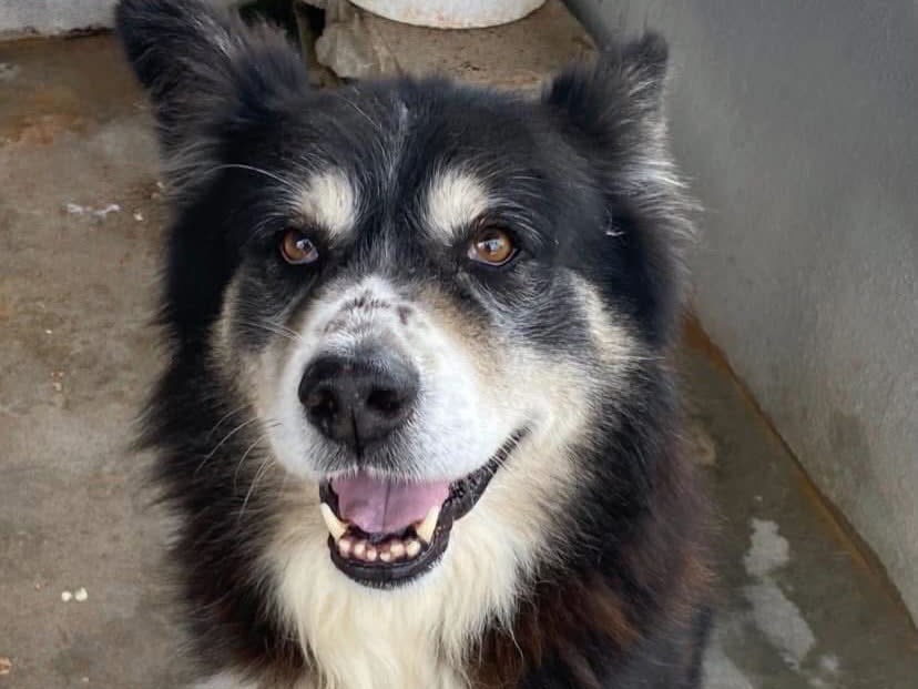 Adotta un cane, maschio, 11 anni e 2 mesi, Latina