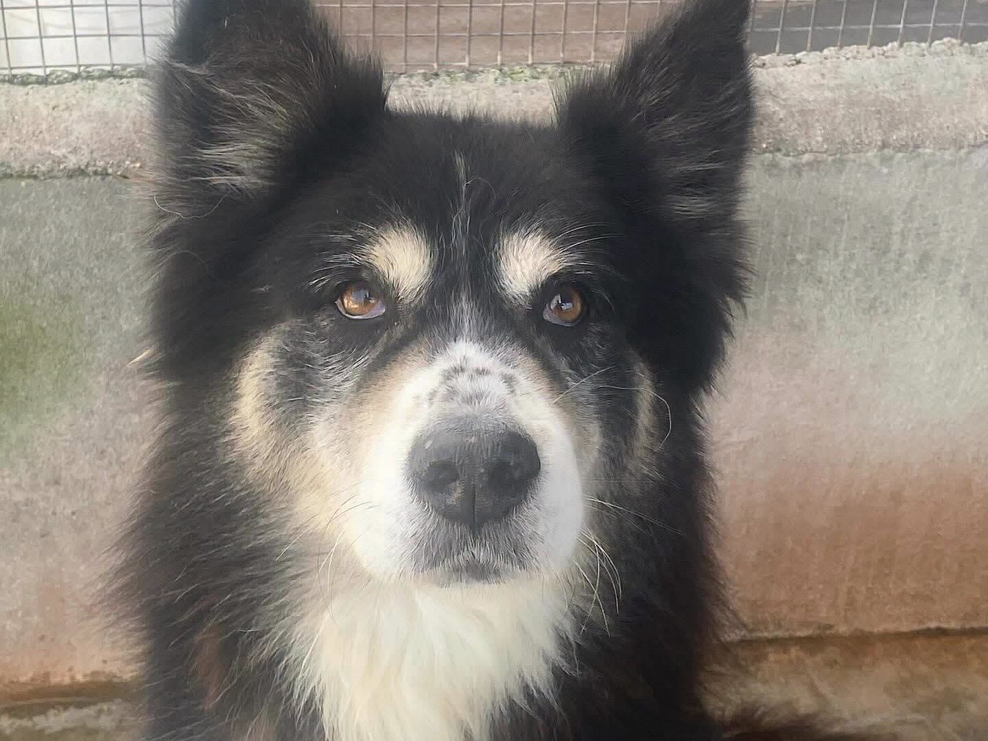 Adotta un cane, taglia media, maschio, Latina