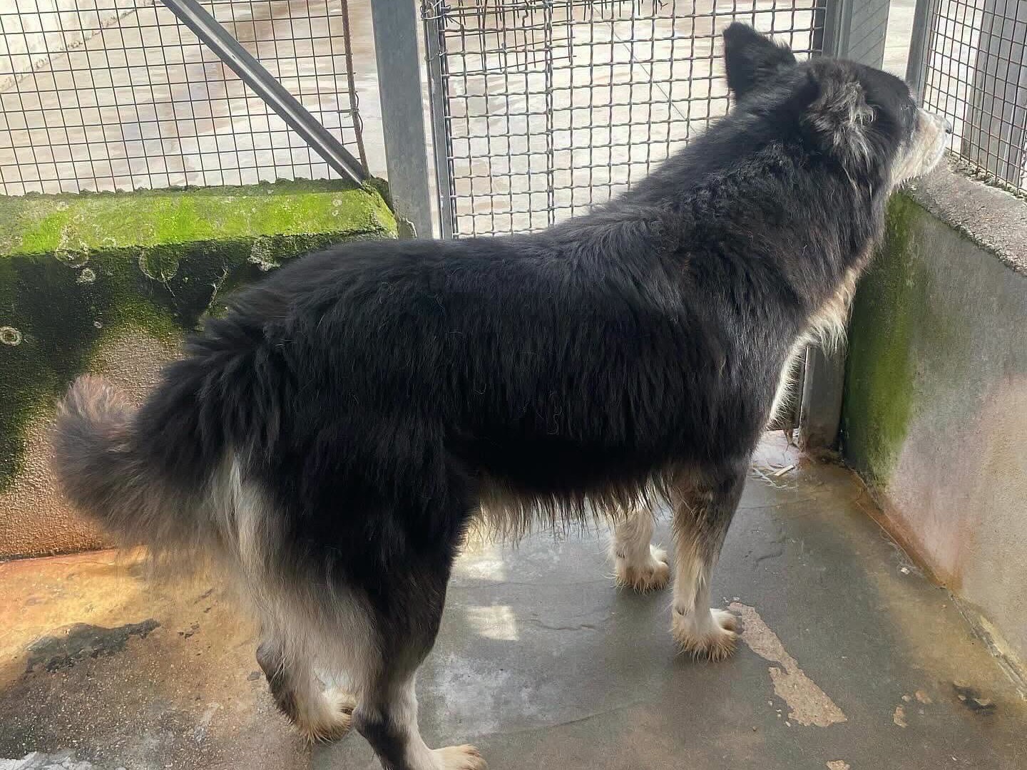 Vuoi adottare un cane a Latina?