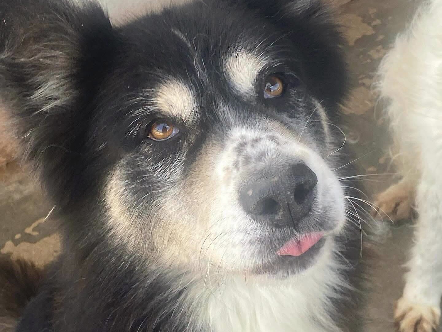 Adotta il cane LEO a Latina