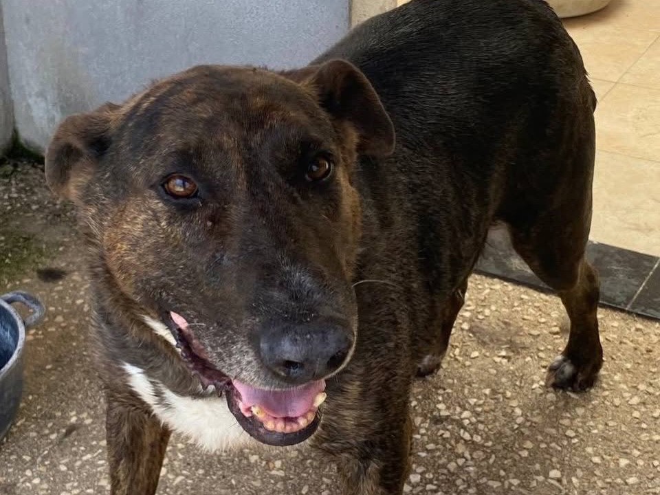 Adozione cane, maschio, Bull Terrier Razza sconosciuta, 10 anni e 2 mesi, taglia media, Latina