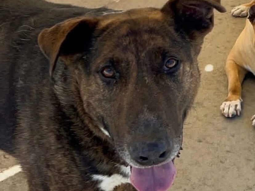 Adotta un cane, maschio, 10 anni e 2 mesi, Latina