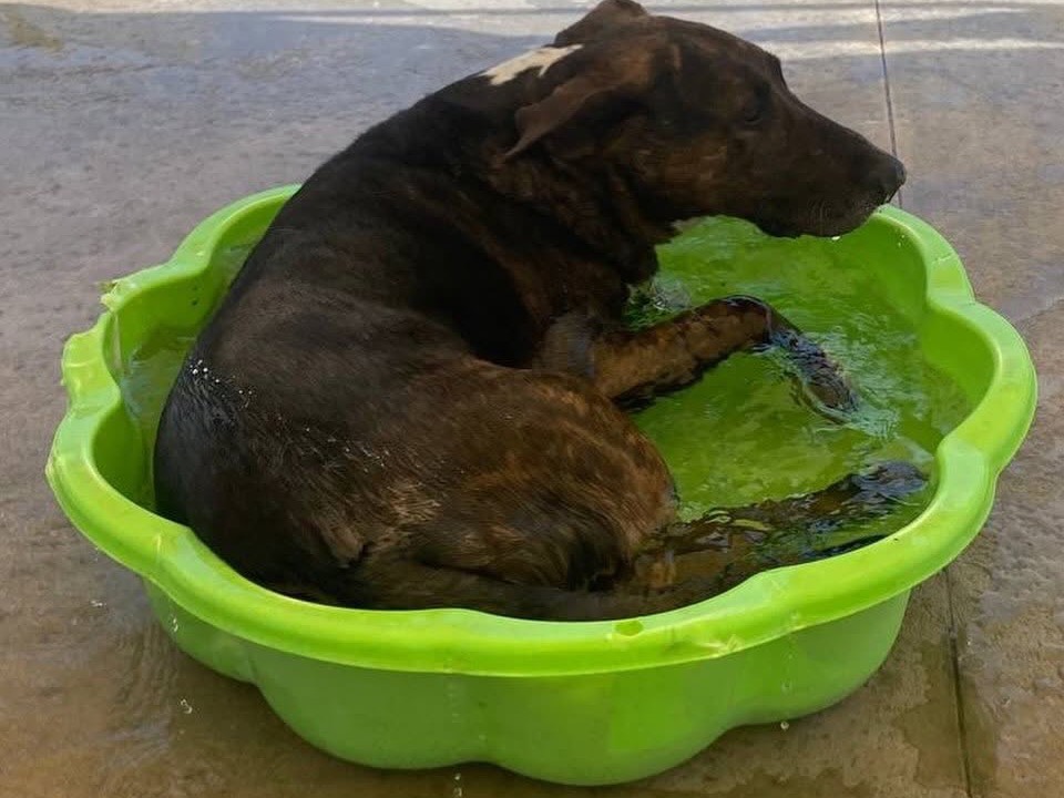 Vuoi adottare un cane a Latina?