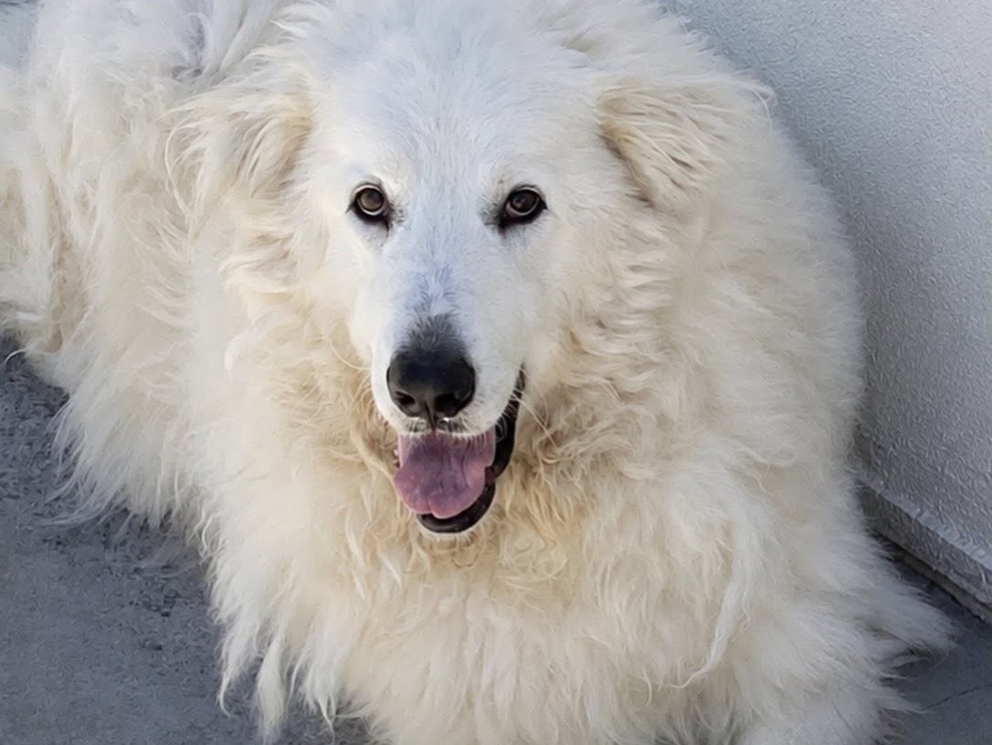 Adozione cane, femmina, Pastore maremmano Razza sconosciuta, 5 anni e 2 mesi, taglia gigante, Latina