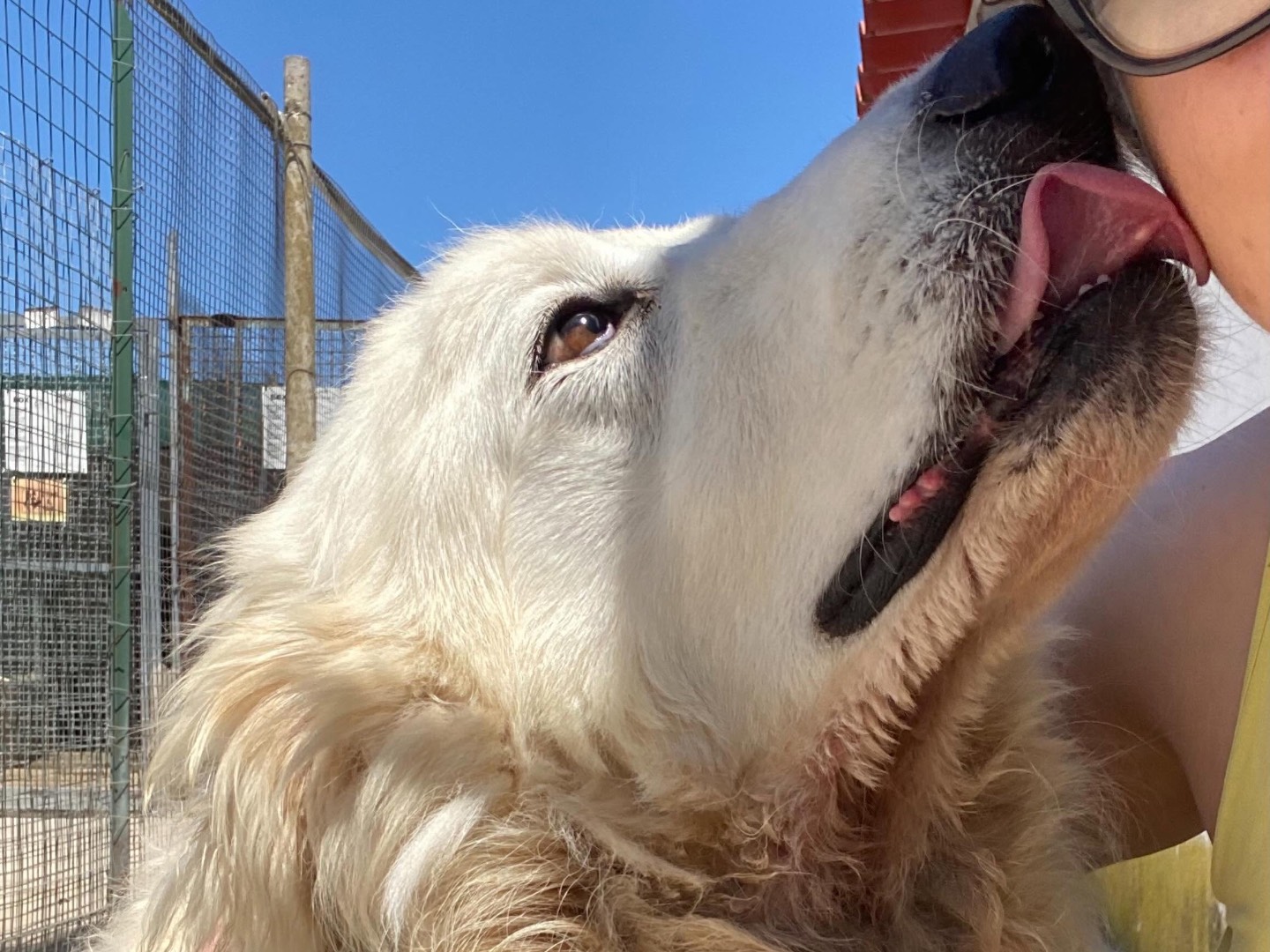 Adotta un cane, femmina, 5 anni e 2 mesi, Latina
