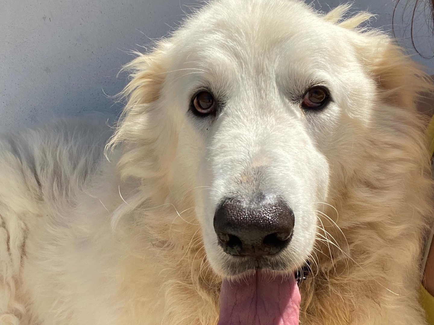 Vuoi adottare un cane a Latina?