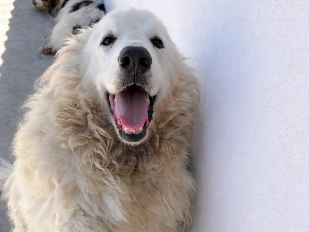 Adotta il cane ASTRA a Latina