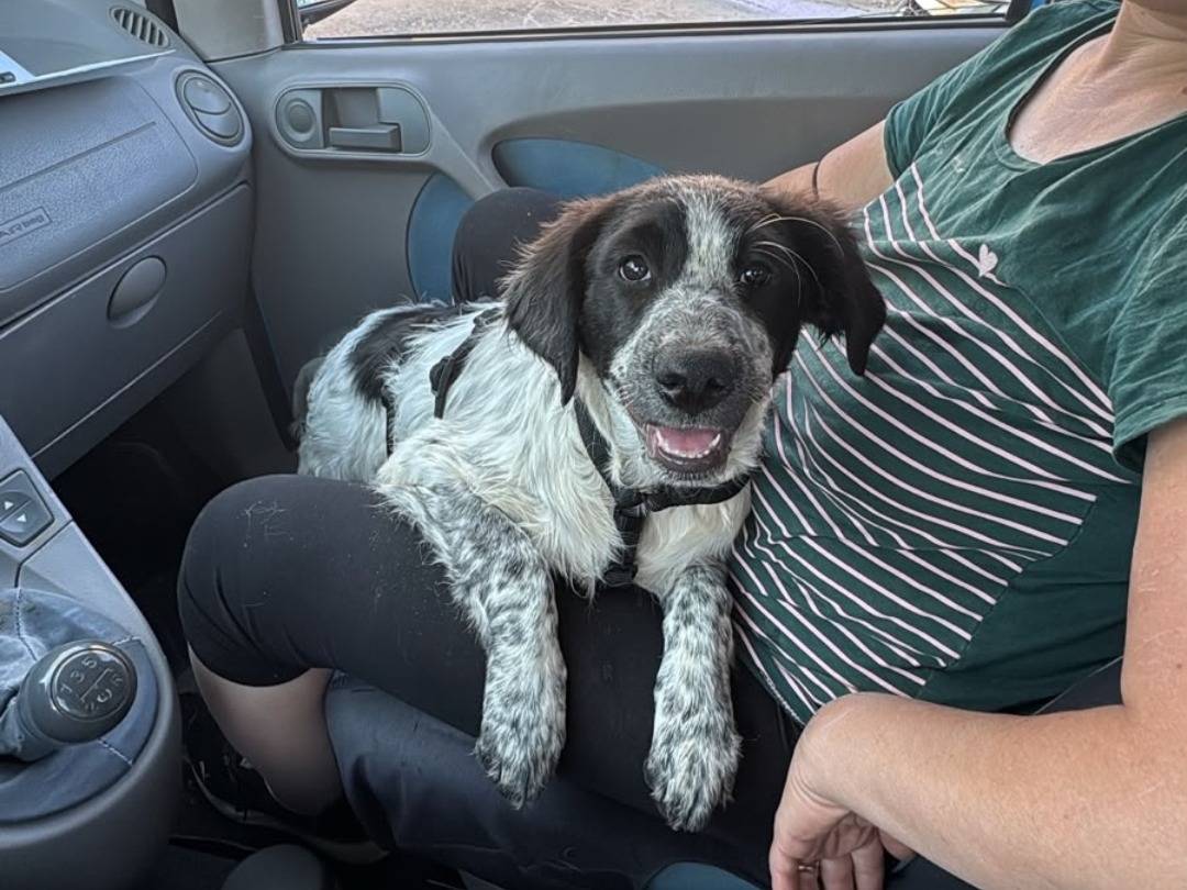 Adozione cane, femmina, Razza sconosciuta Razza sconosciuta, 4 mesi, taglia media, Pavia