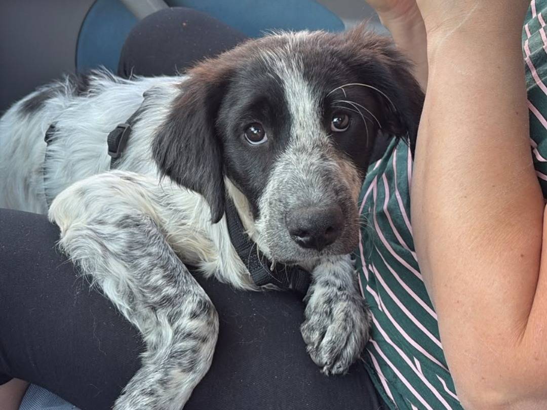 Adotta un cane, femmina, 4 mesi, Pavia