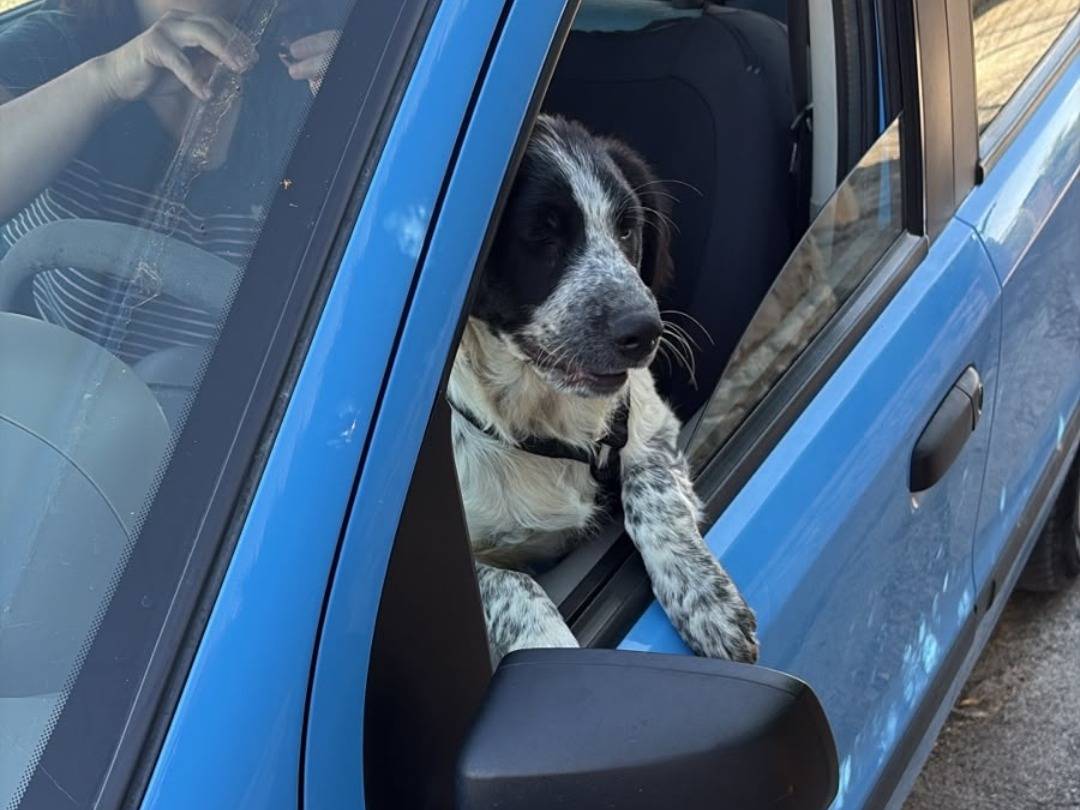 Adotta un cane, taglia media, femmina, Pavia