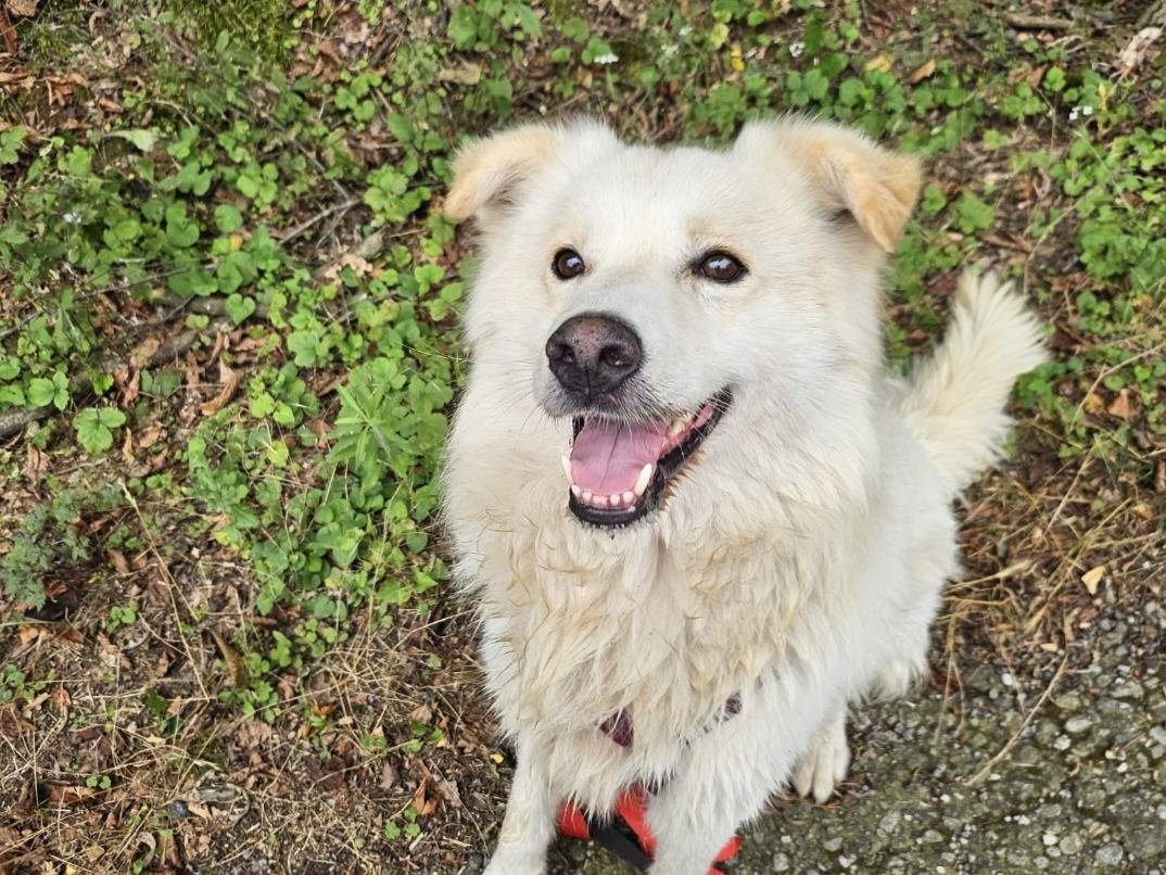 Adozione cane, maschio, Razza sconosciuta Razza sconosciuta, 5 anni e 2 mesi, taglia media, Novara