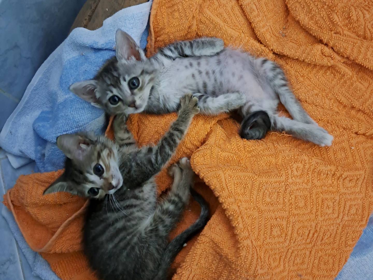 Adozione gatto, femmina, Razza sconosciuta Razza sconosciuta, 1 mese, taglia non valida, Firenze