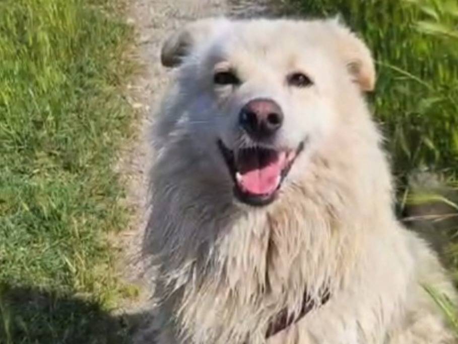 Adotta un cane, taglia media, maschio, Novara