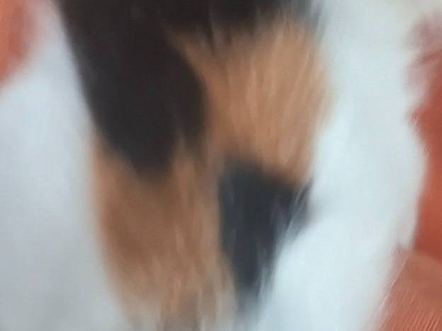 Adotta un gatto, femmina, 3 mesi, Roma