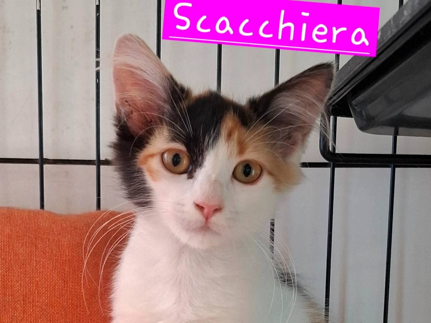 Adozione gatto, femmina, Razza sconosciuta Razza sconosciuta, 3 mesi, taglia non valida, Roma