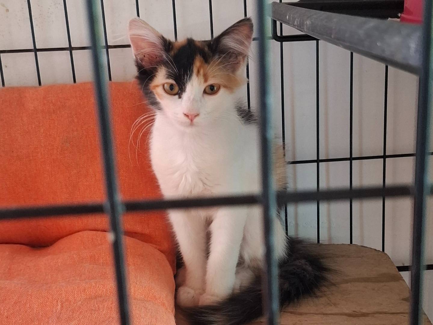 Adotta un gatto, taglia non valida, femmina, Roma