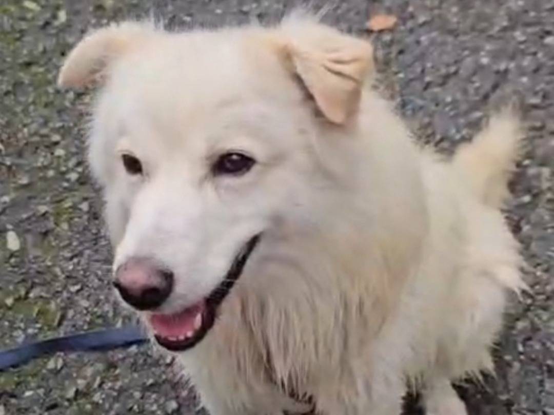 Adotta il cane Fiore SOS CASINA CON GIARDINO a Novara