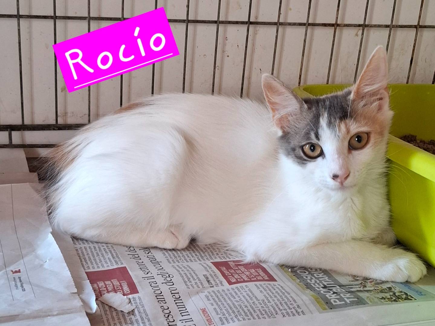 Adotta un gatto, taglia non valida, femmina, Roma