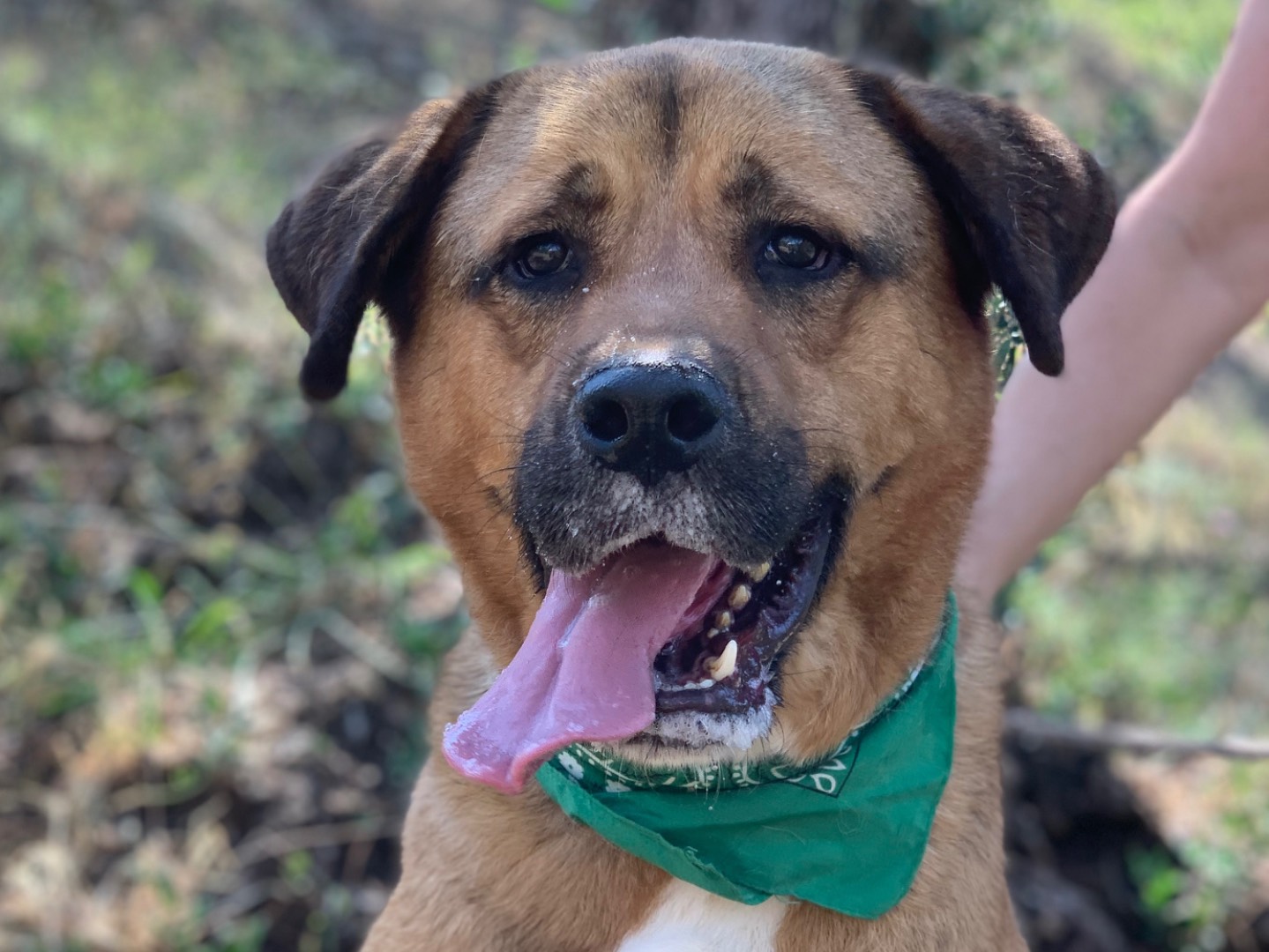 Adotta un cane, maschio, 3 anni e 10 mesi, Latina