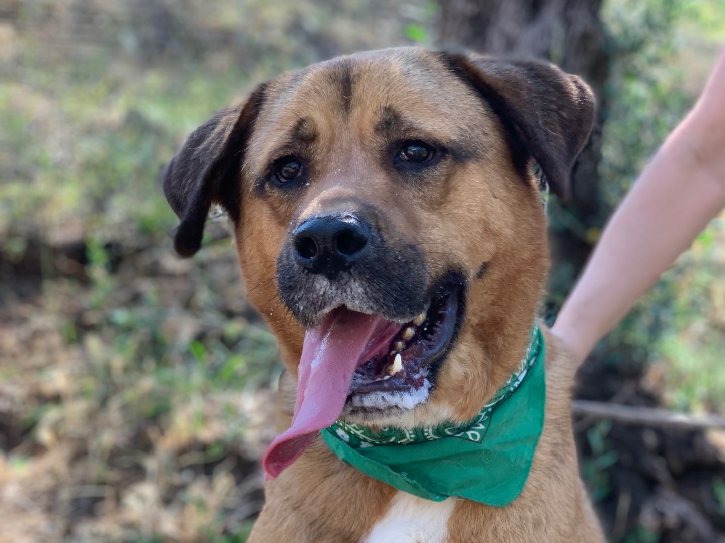 Adozione cane, maschio, Razza sconosciuta Razza sconosciuta, 3 anni e 10 mesi, taglia gigante, Latina