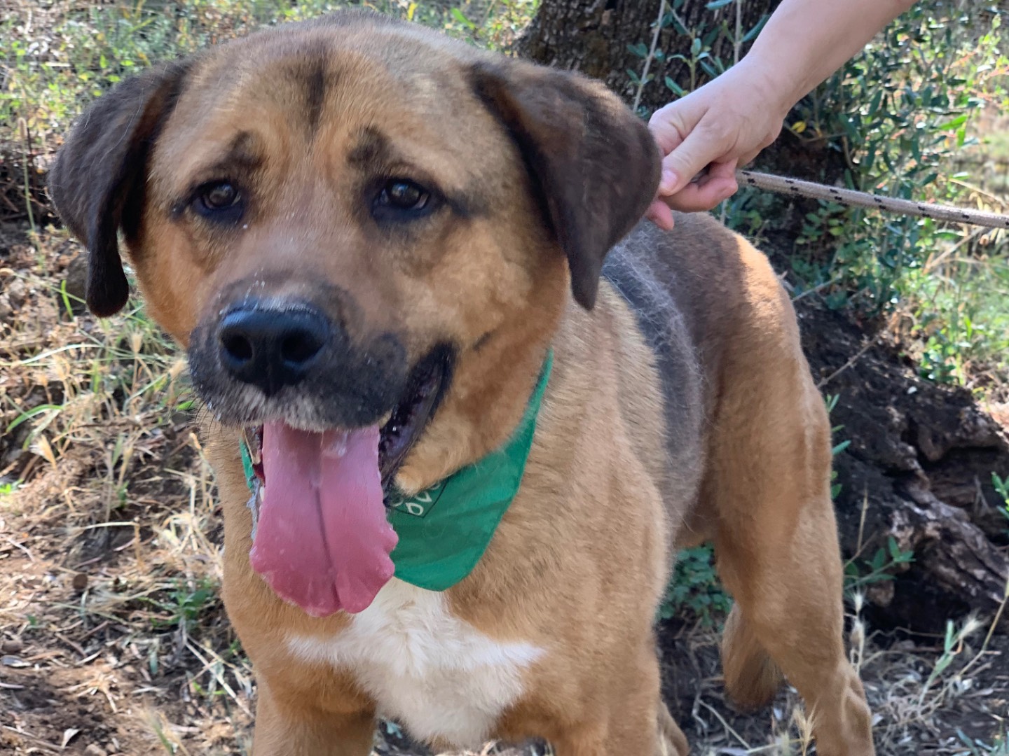 Adotta un cane, taglia gigante, maschio, Latina