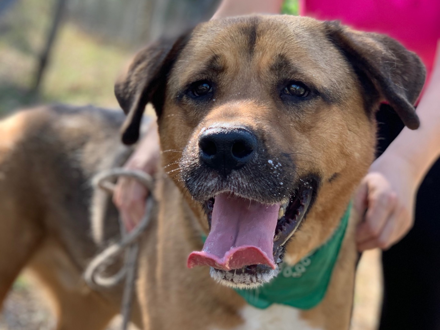 Adotta il cane Ceres a Latina