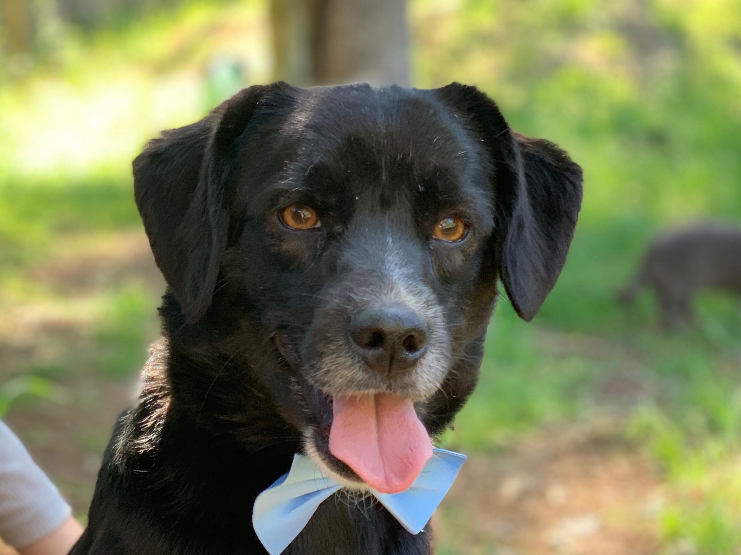 Adotta un cane, maschio, 4 anni e 4 mesi, Latina