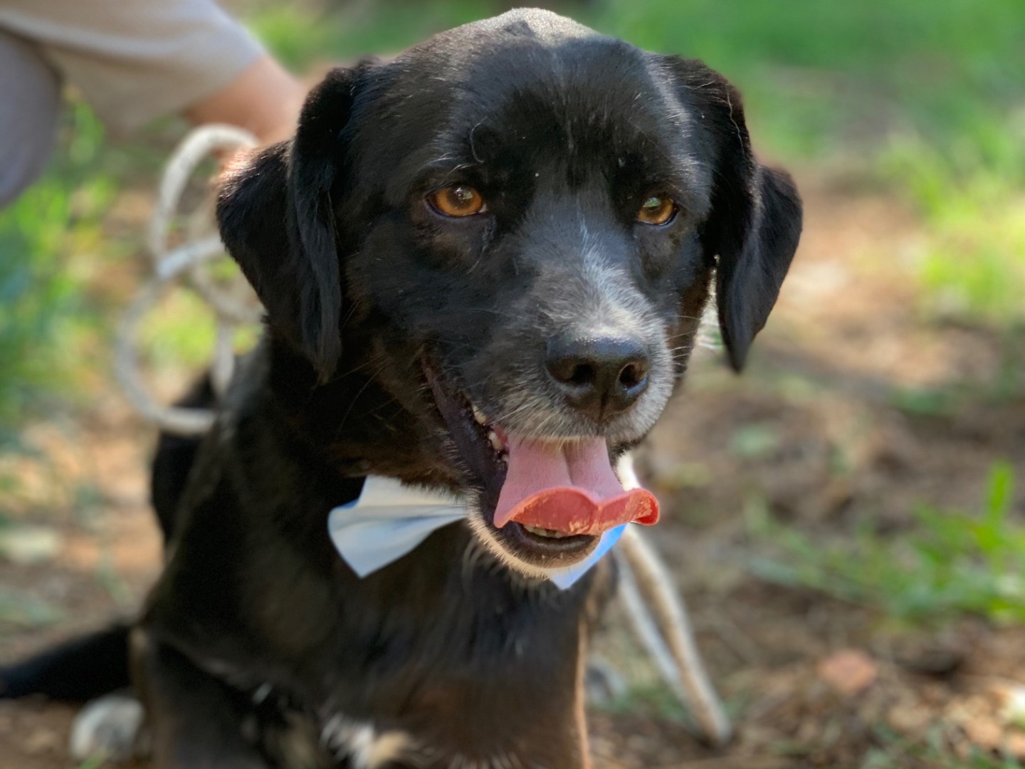Vuoi adottare un cane a Latina?
