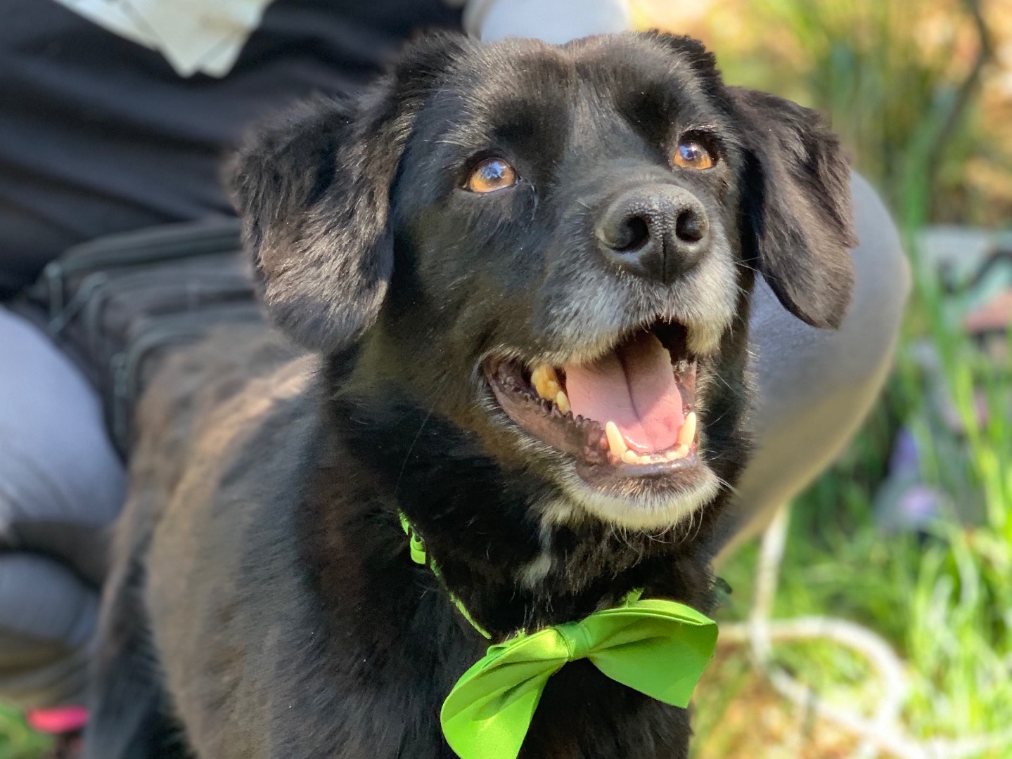 Adozione cane, maschio, Razza sconosciuta Razza sconosciuta, 4 anni e 4 mesi, taglia media contenuta, Latina