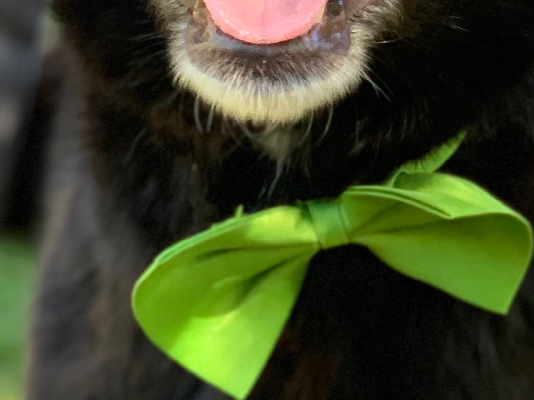 Adotta un cane, maschio, 4 anni e 4 mesi, Latina