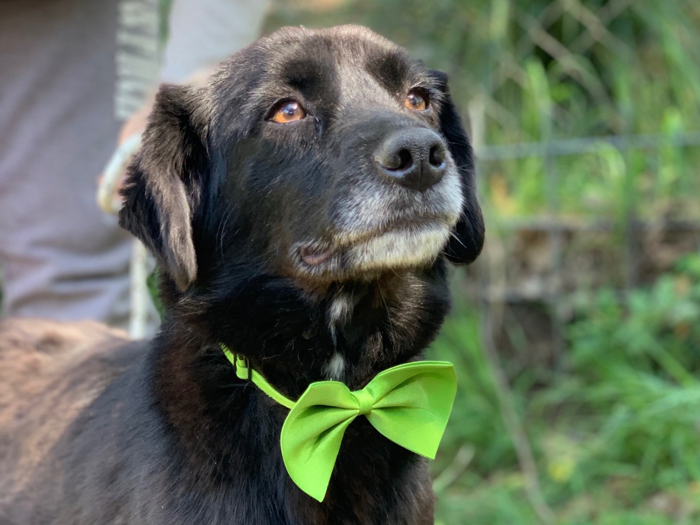 Adotta un cane, taglia media contenuta, maschio, Latina
