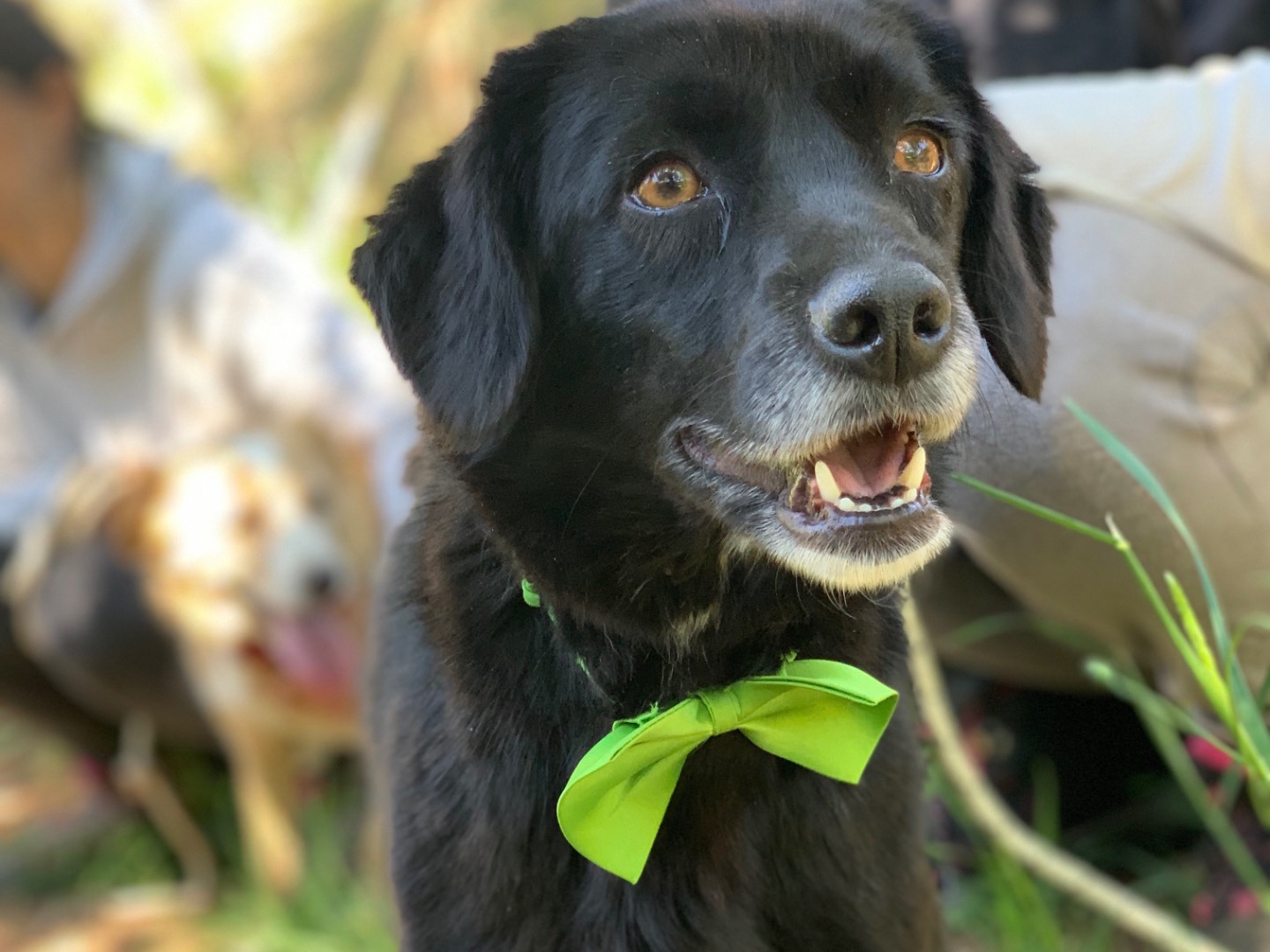 Vuoi adottare un cane a Latina?