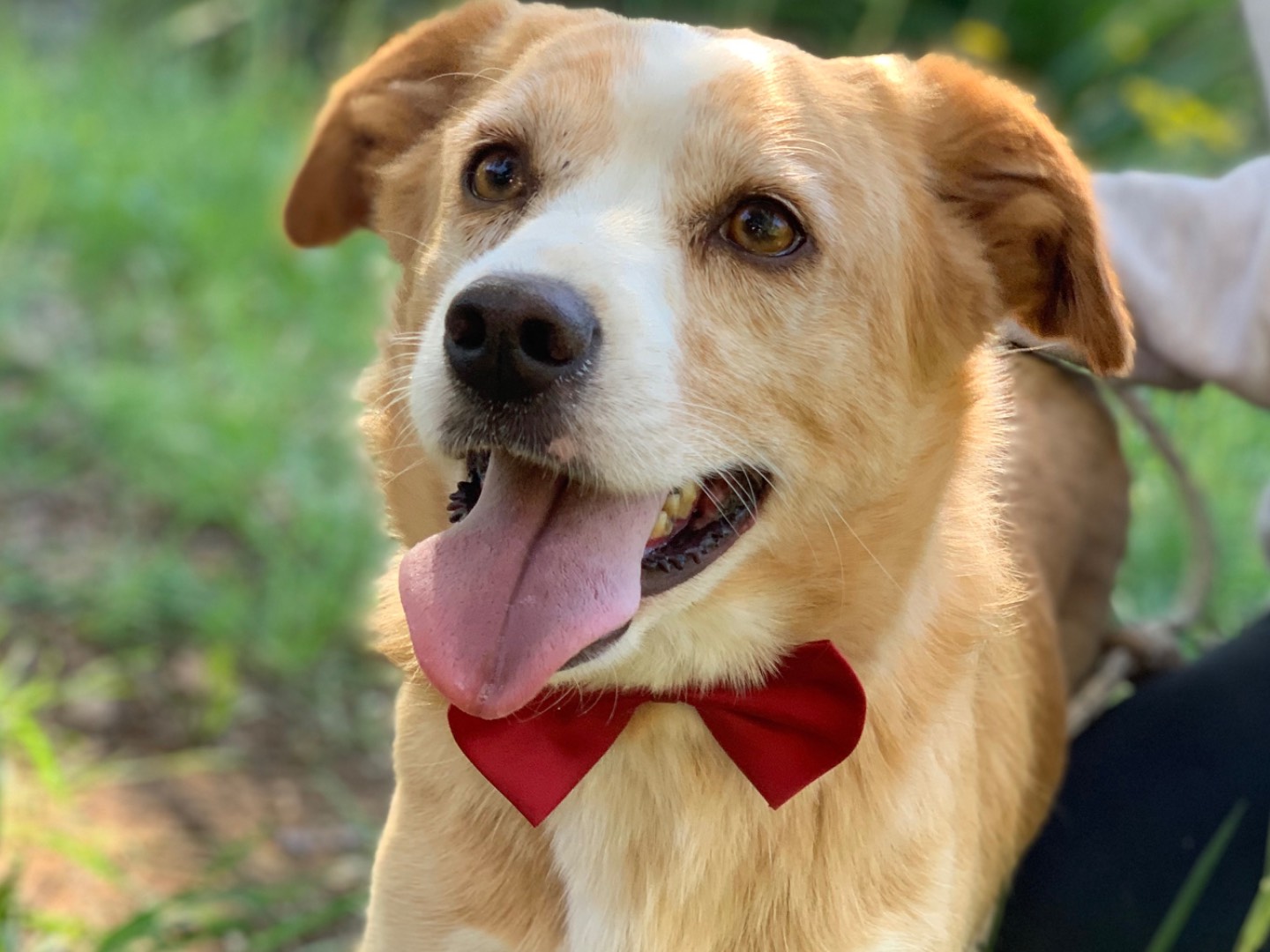 Adozione cane, maschio, Razza sconosciuta Razza sconosciuta, 4 anni e 4 mesi, taglia media contenuta, Latina
