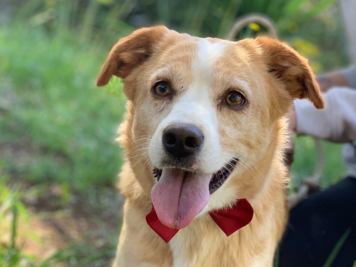 Adotta un cane, taglia media contenuta, maschio, Latina