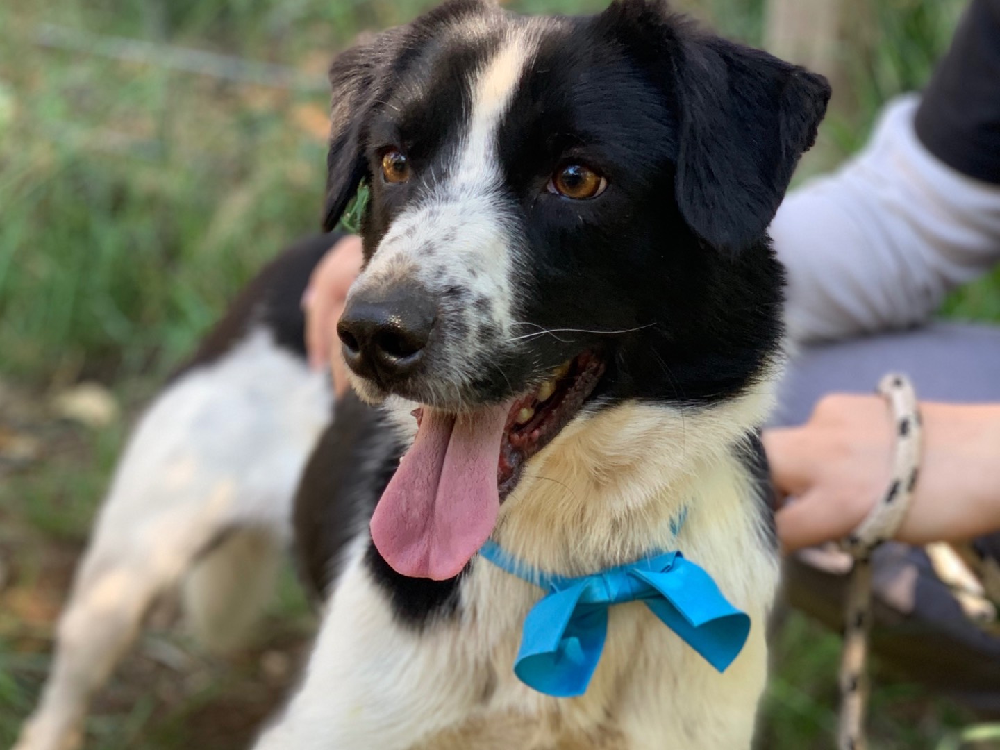 Adozione cane, maschio, Razza sconosciuta Razza sconosciuta, 4 anni e 4 mesi, taglia media contenuta, Latina