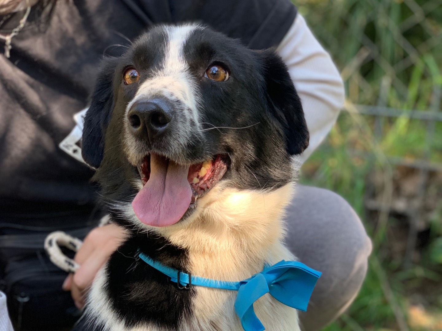 Adotta un cane, maschio, 4 anni e 4 mesi, Latina