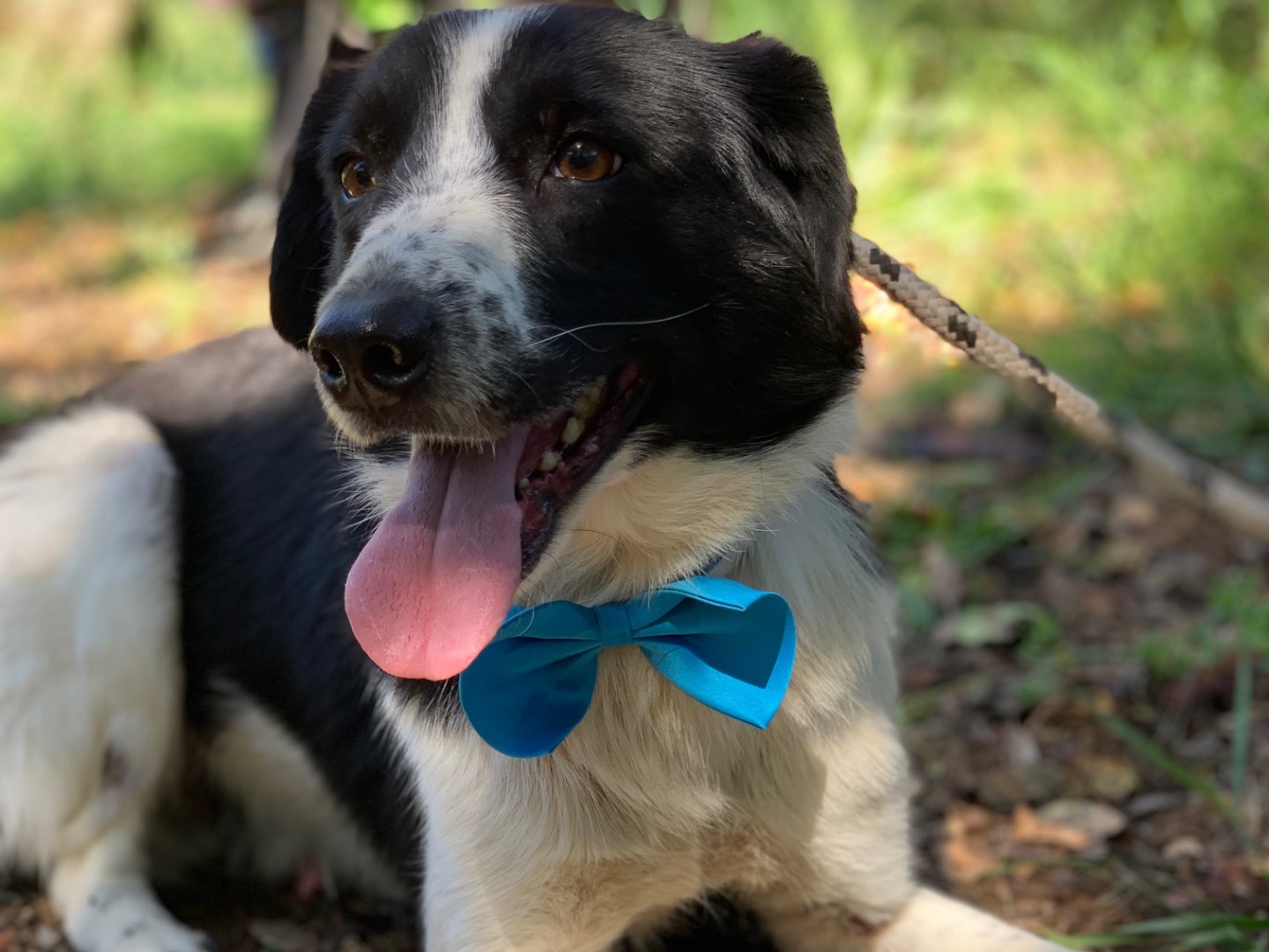 Vuoi adottare un cane a Latina?