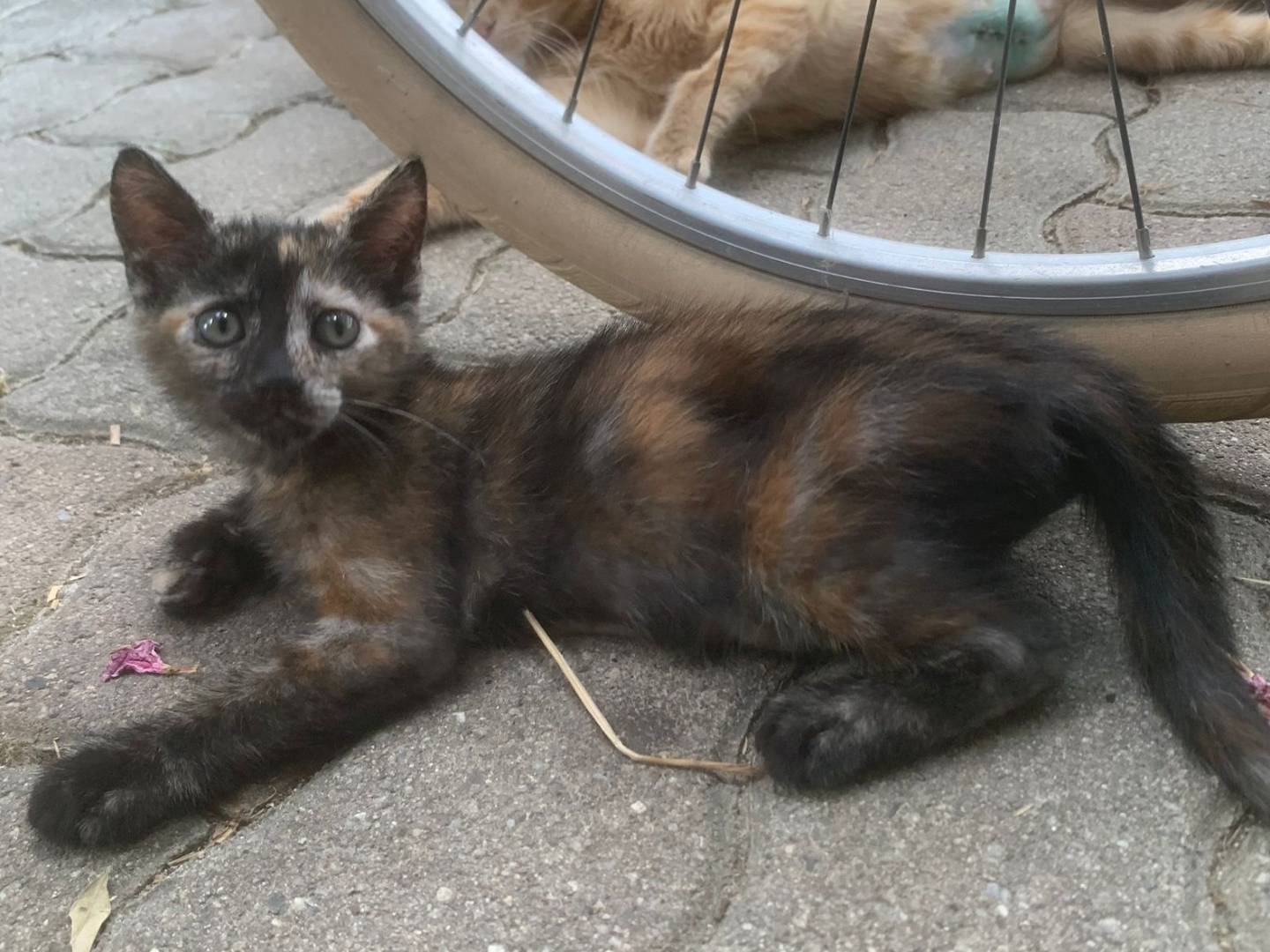 Vuoi adottare un gatto a Torino?