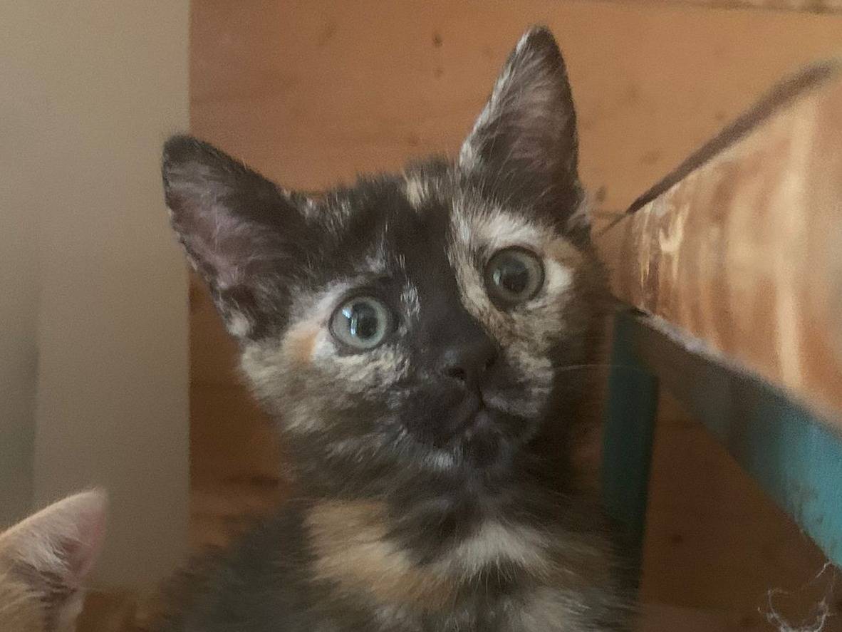 Adotta un gatto, femmina, 2 mesi, Torino