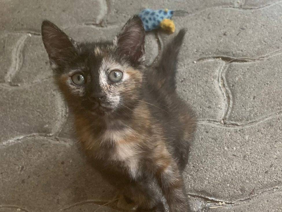 Adozione gatto, femmina, Razza sconosciuta Razza sconosciuta, 2 mesi, taglia non valida, Torino