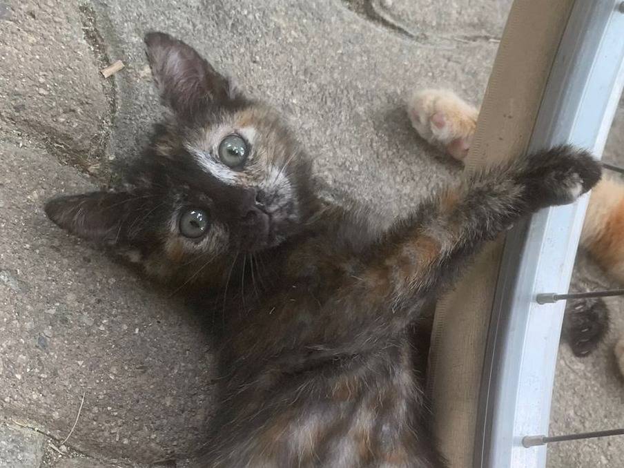 Adotta il gatto Penny a Torino
