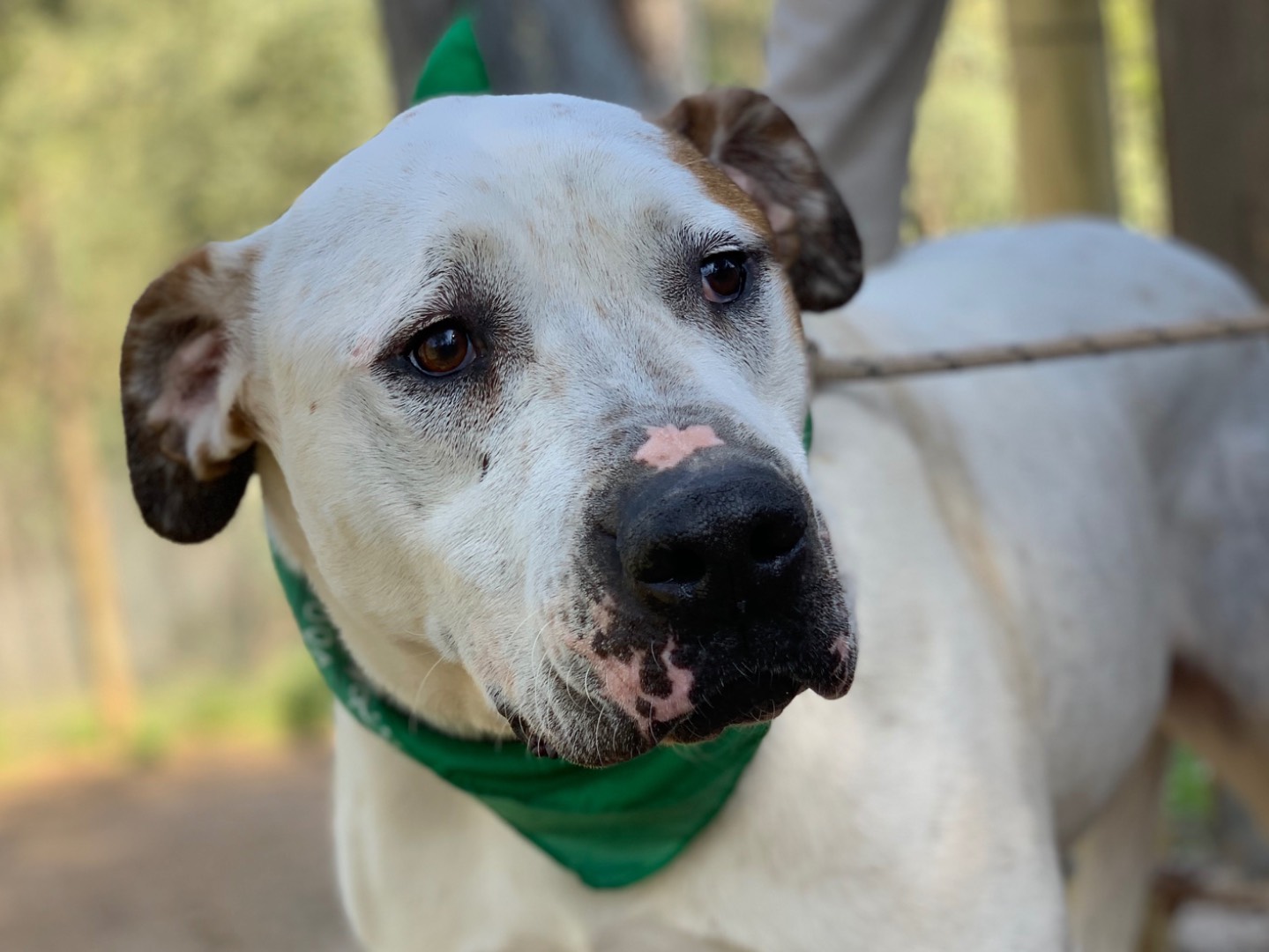 Adozione cane, maschio, Razza sconosciuta Razza sconosciuta, 6 anni e 10 mesi, taglia grande, Latina