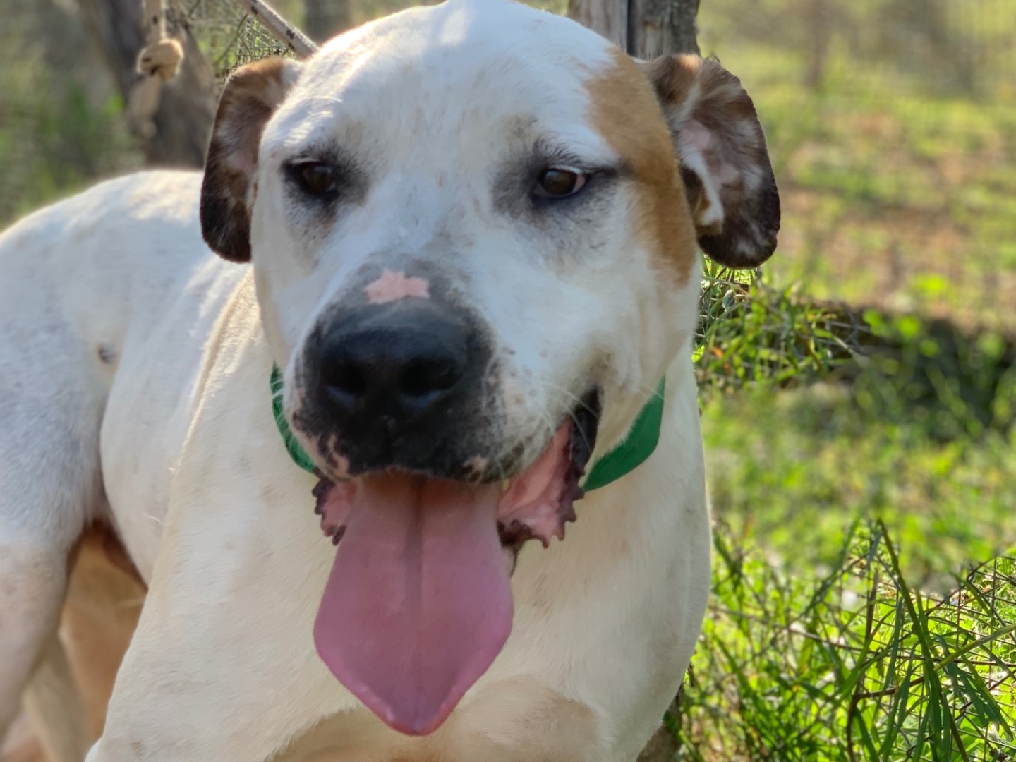 Adotta un cane, maschio, 6 anni e 10 mesi, Latina