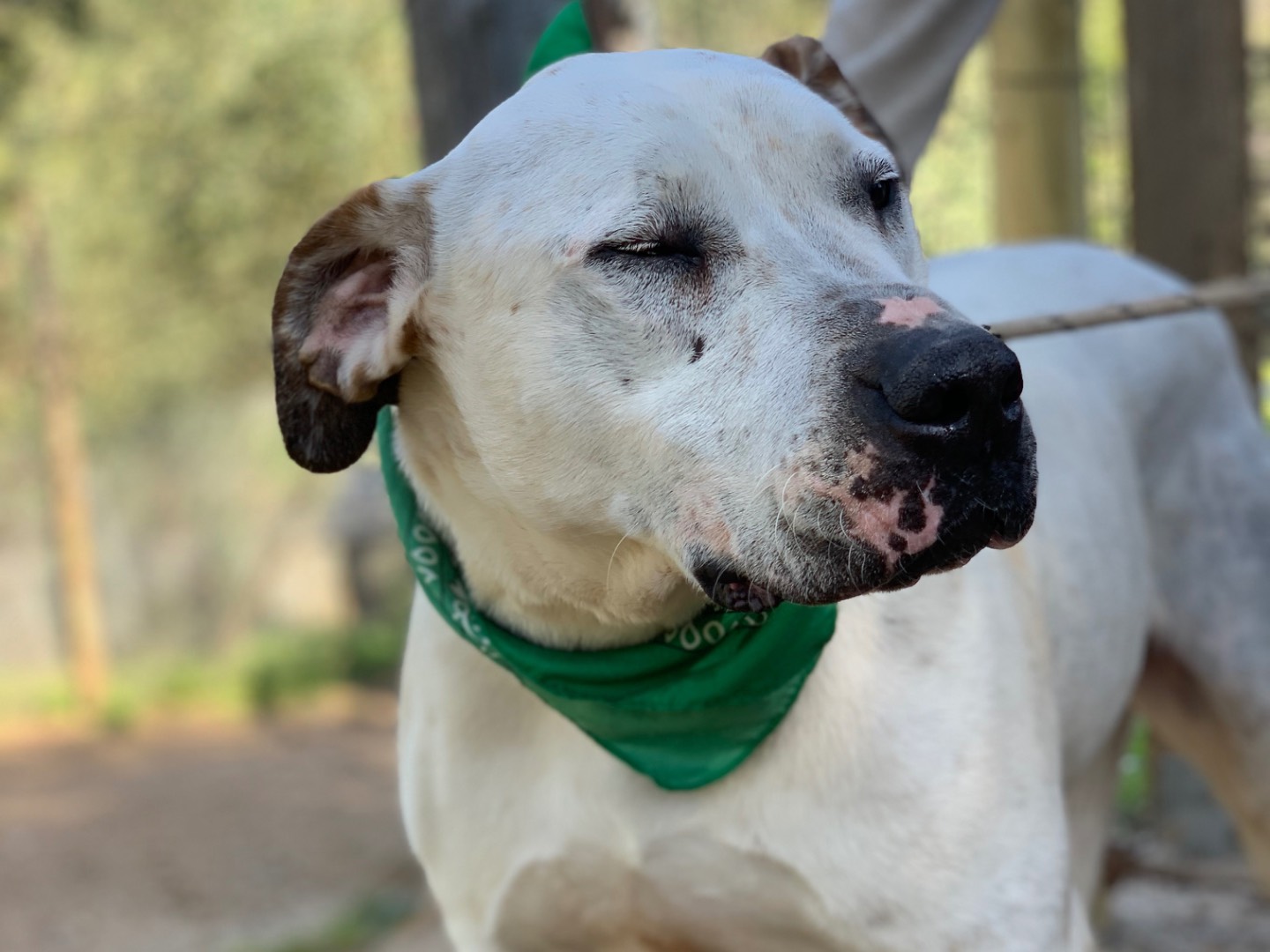 Vuoi adottare un cane a Latina?