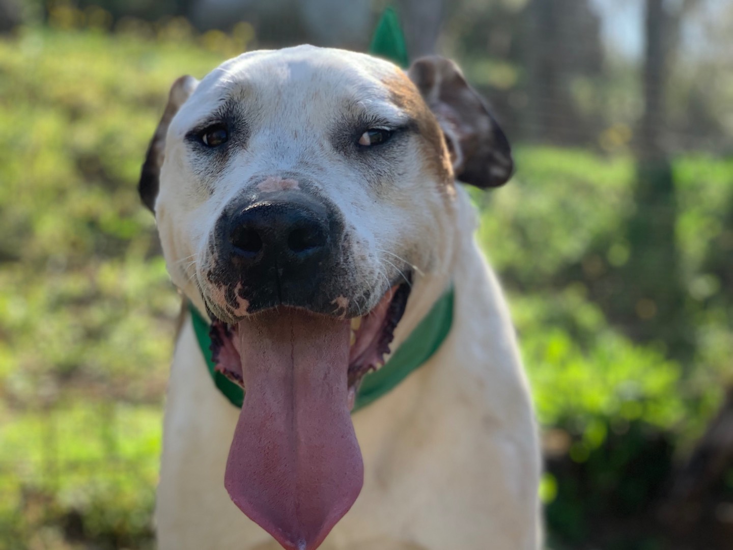Adotta il cane Pong a Latina