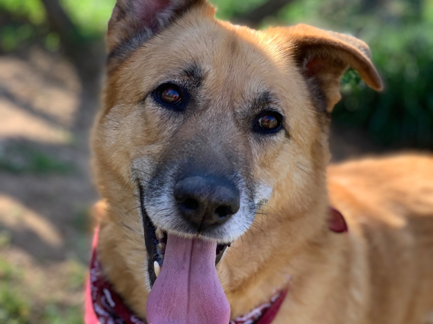 Adozione cane, femmina, Razza sconosciuta Razza sconosciuta, 8 anni e 10 mesi, taglia grande, Latina