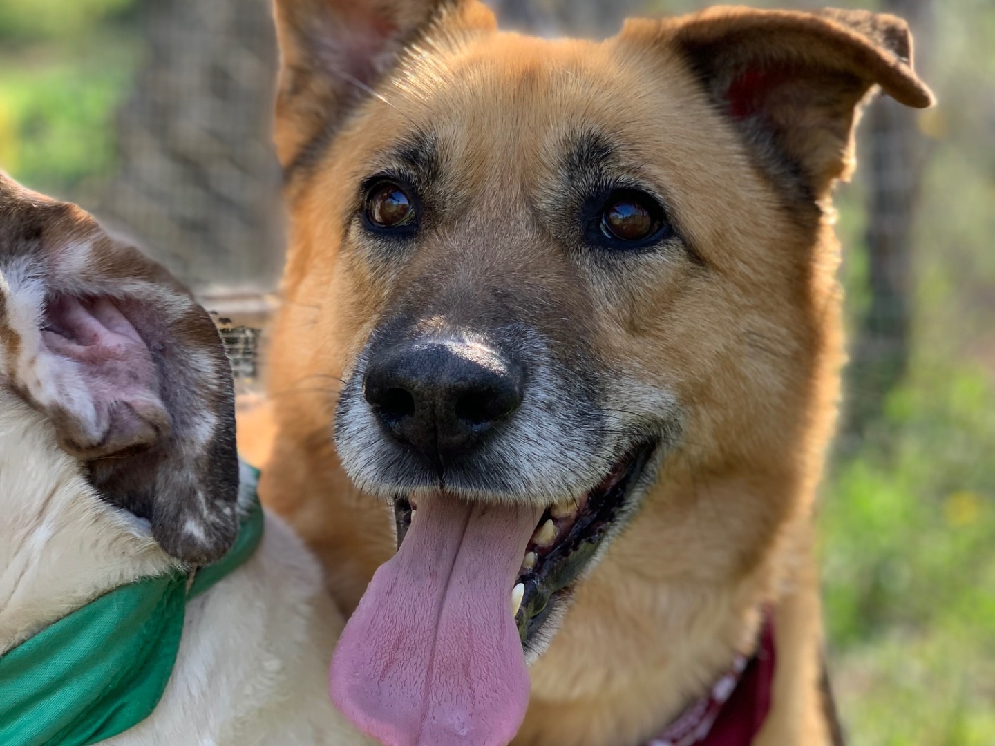 Adotta un cane, femmina, 8 anni e 10 mesi, Latina